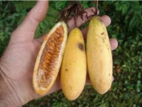 香蕉百香果到底值不值得种植