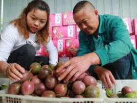 贵州黔西百香果产业助农增收奔小康