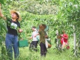 平塘县1.2万亩百香果迎来盛产期