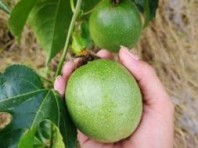 贵港市启动产业扶贫百香果种植培训