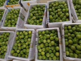 从江县2023年第一期百香果种植管理技术培训在丙妹镇上歹村开展