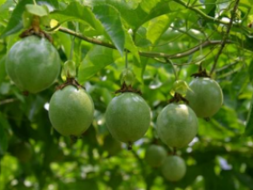 百香果东北能种植吗