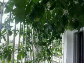 在阳台怎样种植百香果，看这1篇就够啦