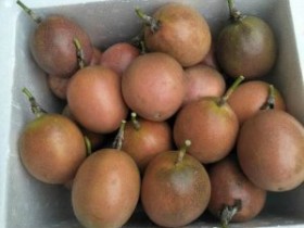 广州百香果多少钱一斤，广州可以种植百香果吗