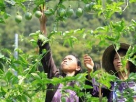 黔南州罗甸县发展百香果产业助力脱贫攻坚记事