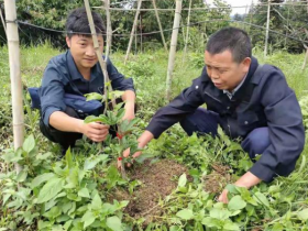 榕江县多举措加强百香果产业植苗管护