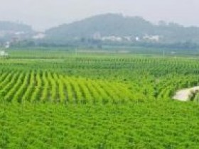 2022年，广西百香果种植专业队已悄然入场