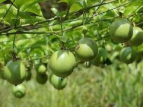 百香果的种植技术和生长环境