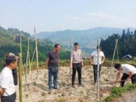 从江县东朗镇加强种植管理技术培训助推百香果产业发展