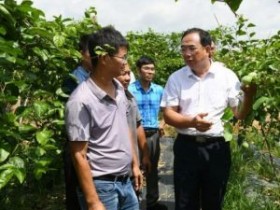 钦州市政协首个钦蜜9号乡村振兴委员行动特色农业产业示范基地挂牌成立