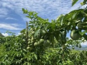 马关县南2.4万亩百香果迎来丰收季