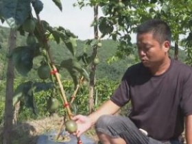 江川区安化彝族乡种植的100多亩百香果进入采收期