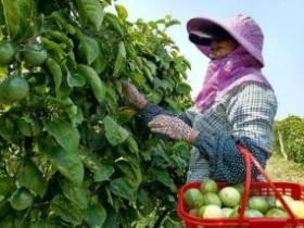 钦南区百香果种植面积超万亩产值超亿元