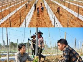 钦州市百香果下种花生，盘活土地助增收