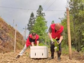 从江县东朗镇志愿服务在行动 助力种植百香果