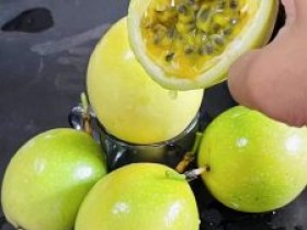 广西推出百香果新品种 单果最高可达120克