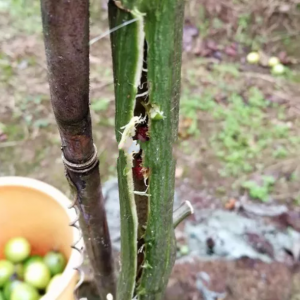 百香果咖啡木蠹蛾幼虫怎么防治