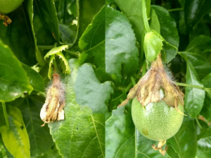 南方多雨天气持续，百香果种植户勿忘防治灰霉病