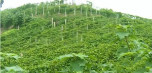 四川内江东兴区的百香果园，第一年产值就达到了60万元