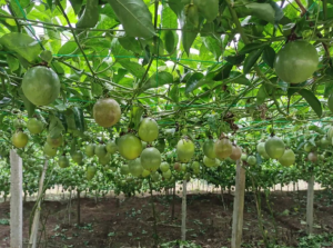 2018年初，驻村工作队结合马尾冲村区位优势和气候条件，经过调研、考察、了解，发现种植百香果是条致富的路子