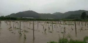 百香果园被水淹