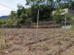 云庄村示范种植百香果30亩