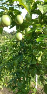 新疆玛纳斯县广东地乡繁育场村种植百香果