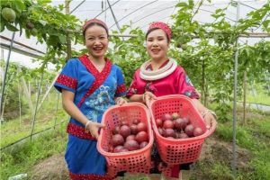 2017年，岑花村百香果合作社刚成立，就获得农总行产业帮扶资金47万元，发展种植百香果110亩