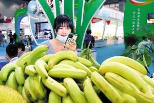 茂名展区中水果种类繁多,广州市民大饱眼福之余纷纷拍照分享