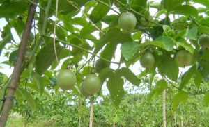 黄田绿色生态种养殖专业合作社今年种植百香果350亩