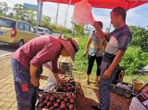 在德卧镇坡告村基地旁的销售点上，负责人吕忠华一边热情的为顾客介绍百香果的价格，一边忙拿袋子为顾客装果。