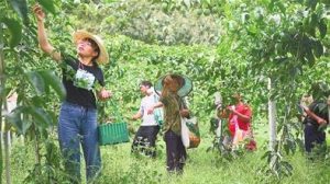 平塘县1.2万亩百香果迎来盛产期