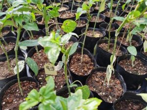 钟海扬与科研院所合作培育的百香果新品种“蜜语”