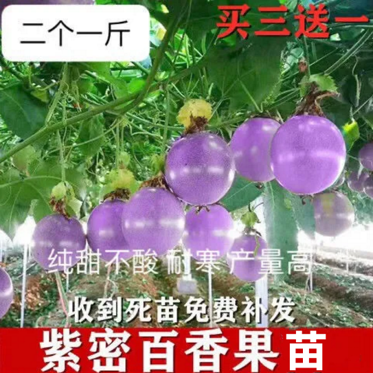 紫密百香果苗