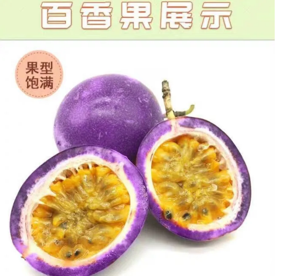 新品种紫蜜一号百香果，甜蜜蜜二个一斤，甜品种耐寒性强