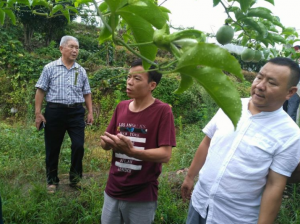 广西烟农公司桂林分公司经理黄海云向北流朋友介绍绿色百香果种植技术