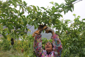 帮基地采摘水果为当地农民提供了一份稳定收入