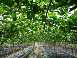目前，该基地已成为福建省唯一一家智能化的黄金百香果种苗培育示范基地