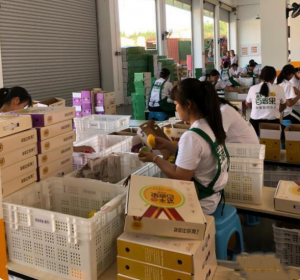 闽西武平县百香果冷链分拣中心配送车间，工人们对百香果进行包装发货。