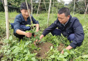 榕江县多举措加强百香果产业植苗管护
