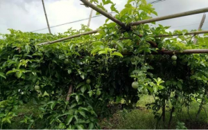 2018年11月22日，笔者走进大成镇六平村的百香果种植基地，只见百香果枝繁叶茂，果实累累