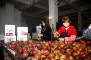 在桂平的百香果物流园内，工人正在对百香果进行分拣、包装。