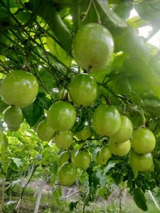 江西赣州夫妇种植百香果卖货一年卖出2000多万