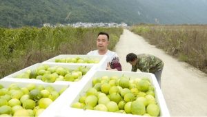 百香果基地负责人黄元谅说：“我们种的百香果有270余亩，亩产量3000多斤，现在卖8元一斤。 ”