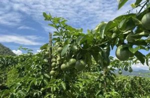 马关县南2.4万亩百香果迎来丰收季