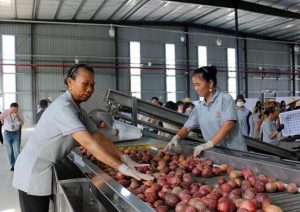 以果为媒贵州省水果产业发展现场会观摩团走进从江县