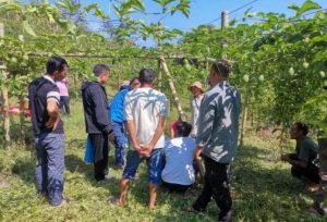 勐海县开展百香果种植技术培训