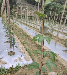 钦蜜黄金百香果种植植保肥水管理建议方案揭秘