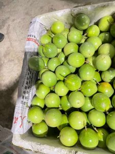 贵州从江百香果产业提档升级