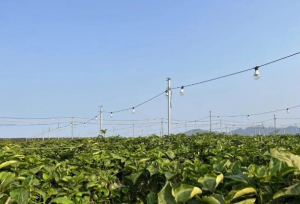 海南已成为种植黄金百香果的优势产区